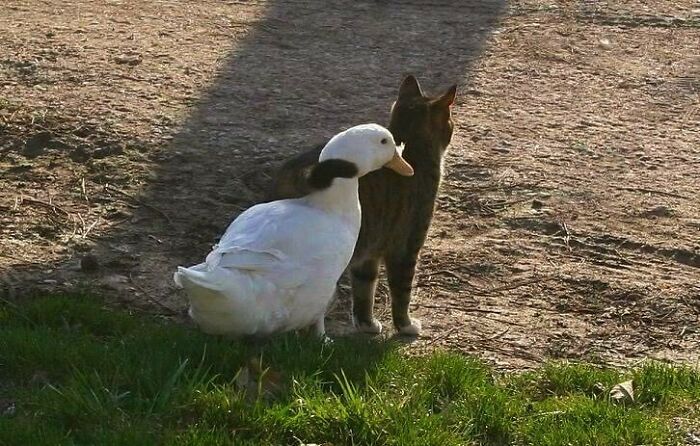 50 Hard To Explain But Impossible Not To Love Animal Pics, As Shared By This IG Page (New Pics) 50 Hard To Explain But Impossible Not To Love Animal Pics, As Shared By This IG Page (New Pics)