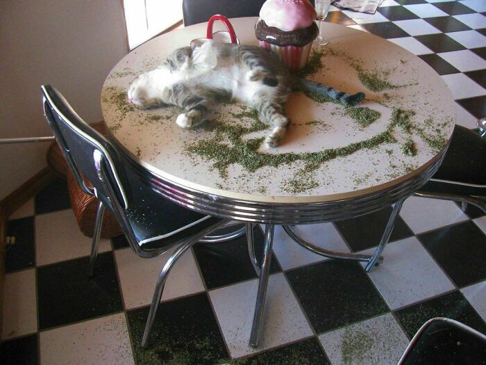 50 Hard To Explain But Impossible Not To Love Animal Pics, As Shared By This IG Page (New Pics) 50 Hard To Explain But Impossible Not To Love Animal Pics, As Shared By This IG Page (New Pics)