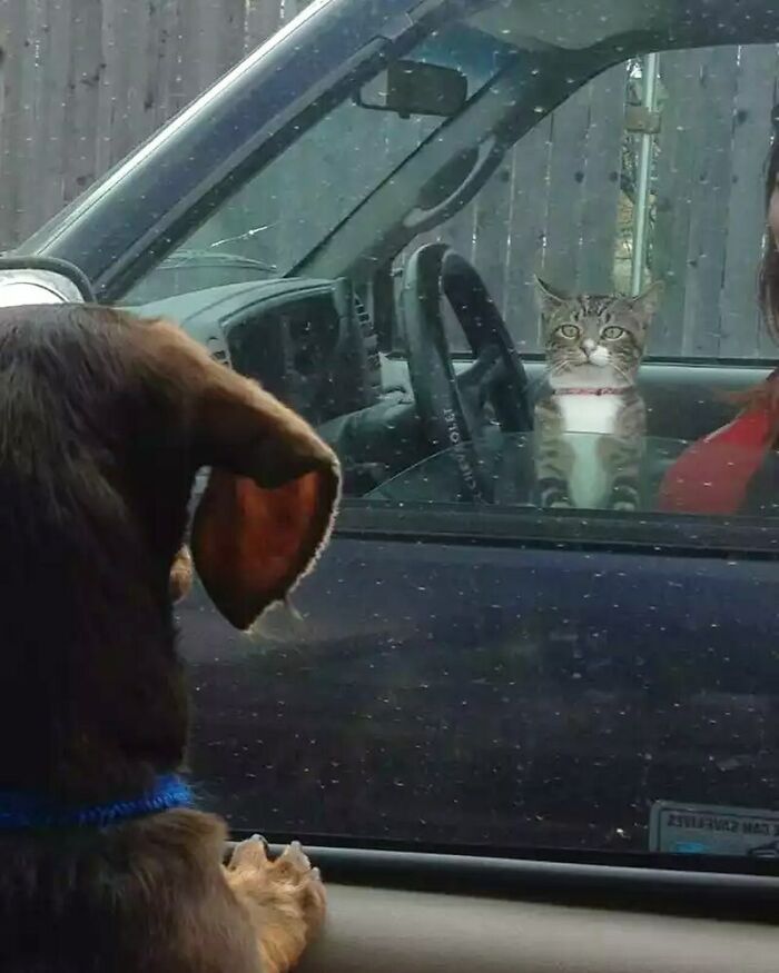 50 Hard To Explain But Impossible Not To Love Animal Pics, As Shared By This IG Page (New Pics) 50 Hard To Explain But Impossible Not To Love Animal Pics, As Shared By This IG Page (New Pics)