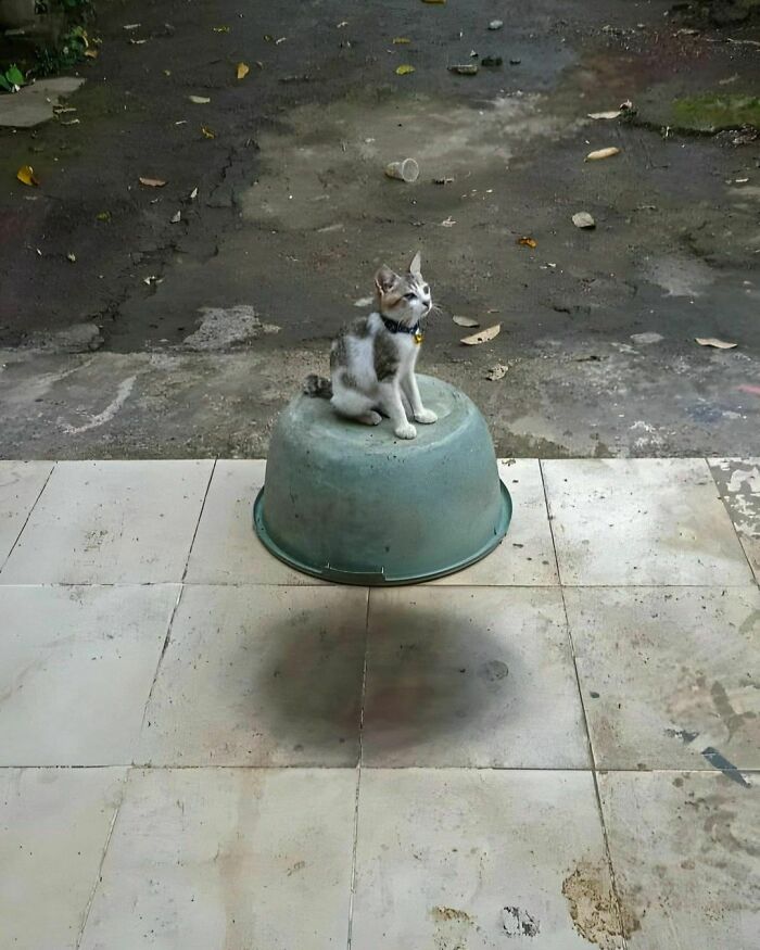 50 Hard To Explain But Impossible Not To Love Animal Pics, As Shared By This IG Page (New Pics) 50 Hard To Explain But Impossible Not To Love Animal Pics, As Shared By This IG Page (New Pics)