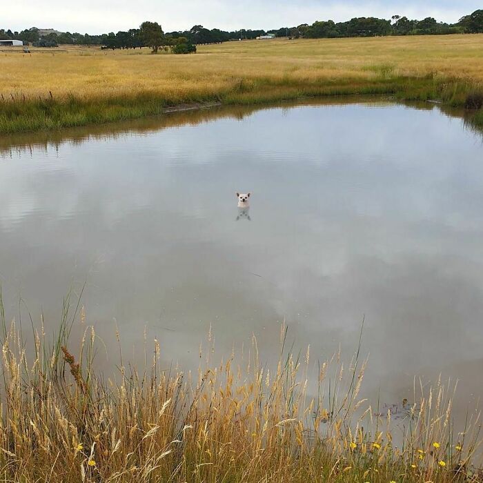 50 Hard To Explain But Impossible Not To Love Animal Pics, As Shared By This IG Page (New Pics) 50 Hard To Explain But Impossible Not To Love Animal Pics, As Shared By This IG Page (New Pics)