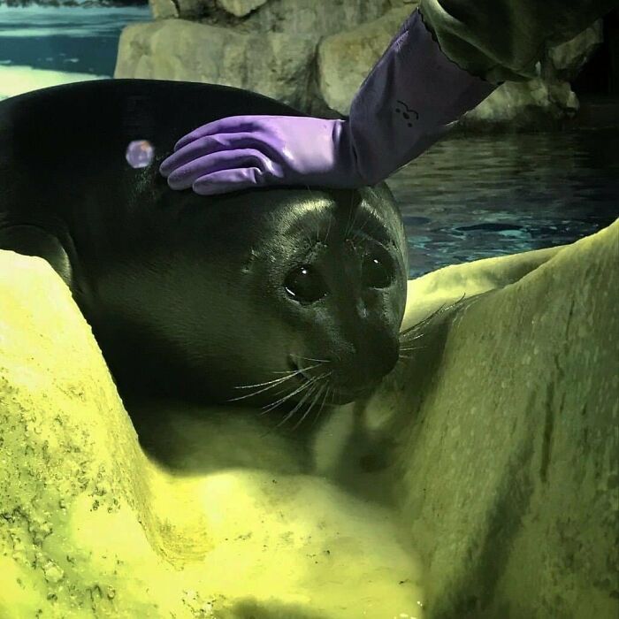 50 Hard To Explain But Impossible Not To Love Animal Pics, As Shared By This IG Page (New Pics) 50 Hard To Explain But Impossible Not To Love Animal Pics, As Shared By This IG Page (New Pics)