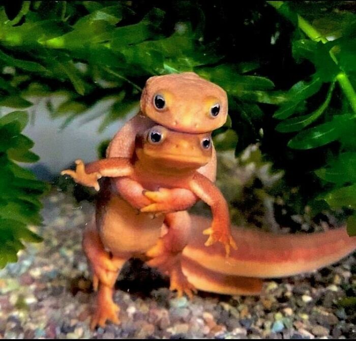 50 Hard To Explain But Impossible Not To Love Animal Pics, As Shared By This IG Page (New Pics) 50 Hard To Explain But Impossible Not To Love Animal Pics, As Shared By This IG Page (New Pics)