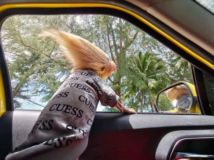 50 Hard To Explain But Impossible Not To Love Animal Pics, As Shared By This IG Page (New Pics) 50 Hard To Explain But Impossible Not To Love Animal Pics, As Shared By This IG Page (New Pics)