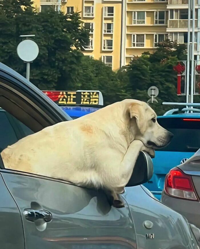 50 Hard To Explain But Impossible Not To Love Animal Pics, As Shared By This IG Page (New Pics) 50 Hard To Explain But Impossible Not To Love Animal Pics, As Shared By This IG Page (New Pics)