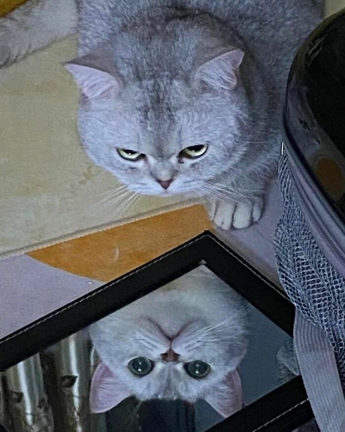 50 Hard To Explain But Impossible Not To Love Animal Pics, As Shared By This IG Page (New Pics) 50 Hard To Explain But Impossible Not To Love Animal Pics, As Shared By This IG Page (New Pics)