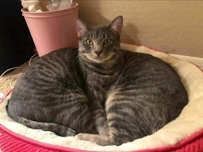 50 Hard To Explain But Impossible Not To Love Animal Pics, As Shared By This IG Page (New Pics) 50 Hard To Explain But Impossible Not To Love Animal Pics, As Shared By This IG Page (New Pics)