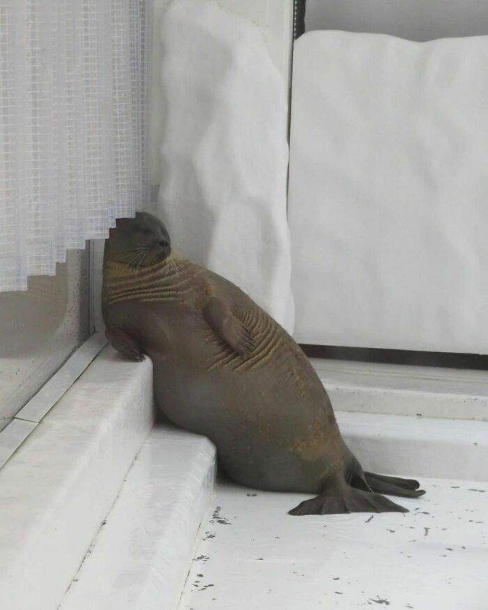 50 Hard To Explain But Impossible Not To Love Animal Pics, As Shared By This IG Page (New Pics) 50 Hard To Explain But Impossible Not To Love Animal Pics, As Shared By This IG Page (New Pics)