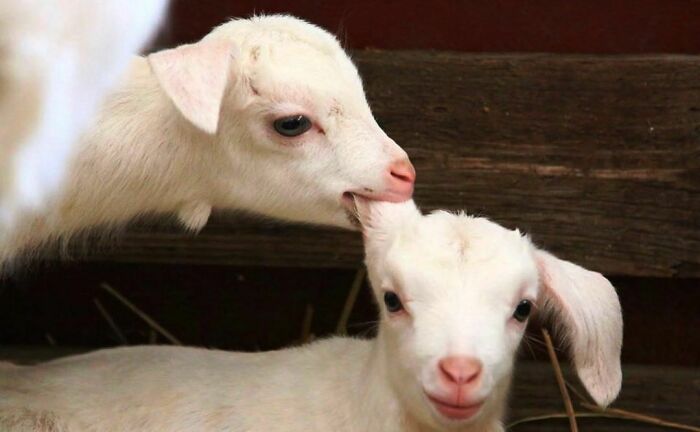 50 Hard To Explain But Impossible Not To Love Animal Pics, As Shared By This IG Page (New Pics) 50 Hard To Explain But Impossible Not To Love Animal Pics, As Shared By This IG Page (New Pics)