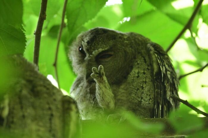 50 Hard To Explain But Impossible Not To Love Animal Pics, As Shared By This IG Page (New Pics) 50 Hard To Explain But Impossible Not To Love Animal Pics, As Shared By This IG Page (New Pics)