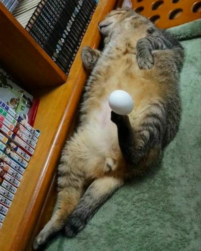 50 Hard To Explain But Impossible Not To Love Animal Pics, As Shared By This IG Page (New Pics) 50 Hard To Explain But Impossible Not To Love Animal Pics, As Shared By This IG Page (New Pics)