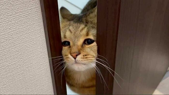 50 Hard To Explain But Impossible Not To Love Animal Pics, As Shared By This IG Page (New Pics) 50 Hard To Explain But Impossible Not To Love Animal Pics, As Shared By This IG Page (New Pics)