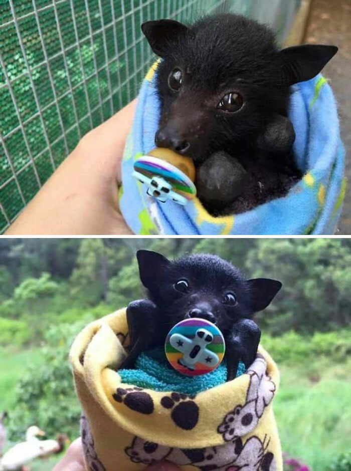 30 ‘Fangtastic’ Pics Of Bats Showing Their Adorable Side 30 ‘Fangtastic’ Pics Of Bats Showing Their Adorable Side