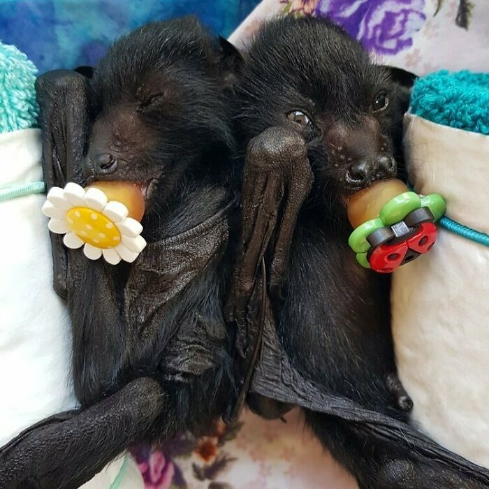 30 ‘Fangtastic’ Pics Of Bats Showing Their Adorable Side 30 ‘Fangtastic’ Pics Of Bats Showing Their Adorable Side