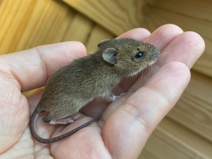 “The Universe Certainly Has A Great Sense Of Humor”: A Twitter User Shared Her Story Of Adopting And Taking Care Of An Abandoned Newborn Mouse “The Universe Certainly Has A Great Sense Of Humor”: A Twitter User Shared Her Story Of Adopting And Taking Care Of An Abandoned Newborn Mouse
