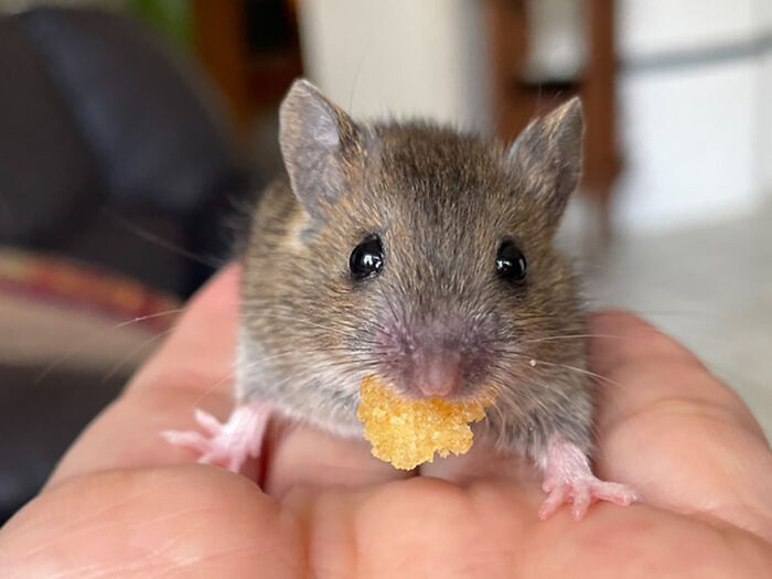 “The Universe Certainly Has A Great Sense Of Humor”: A Twitter User Shared Her Story Of Adopting And Taking Care Of An Abandoned Newborn Mouse “The Universe Certainly Has A Great Sense Of Humor”: A Twitter User Shared Her Story Of Adopting And Taking Care Of An Abandoned Newborn Mouse