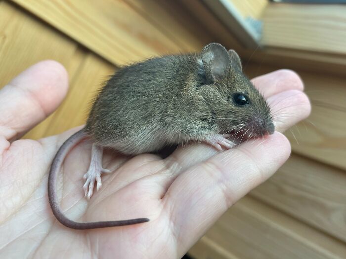 “The Universe Certainly Has A Great Sense Of Humor”: A Twitter User Shared Her Story Of Adopting And Taking Care Of An Abandoned Newborn Mouse “The Universe Certainly Has A Great Sense Of Humor”: A Twitter User Shared Her Story Of Adopting And Taking Care Of An Abandoned Newborn Mouse