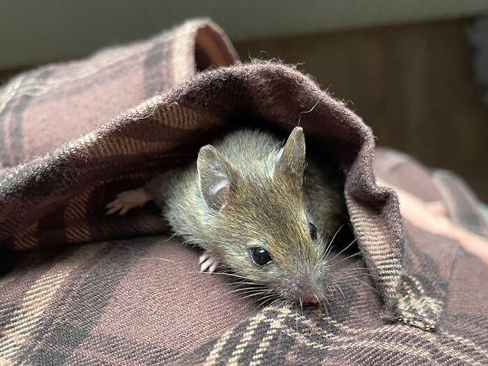 “The Universe Certainly Has A Great Sense Of Humor”: A Twitter User Shared Her Story Of Adopting And Taking Care Of An Abandoned Newborn Mouse “The Universe Certainly Has A Great Sense Of Humor”: A Twitter User Shared Her Story Of Adopting And Taking Care Of An Abandoned Newborn Mouse