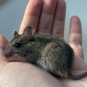 “The Universe Certainly Has A Great Sense Of Humor”: A Twitter User Shared Her Story Of Adopting And Taking Care Of An Abandoned Newborn Mouse “The Universe Certainly Has A Great Sense Of Humor”: A Twitter User Shared Her Story Of Adopting And Taking Care Of An Abandoned Newborn Mouse