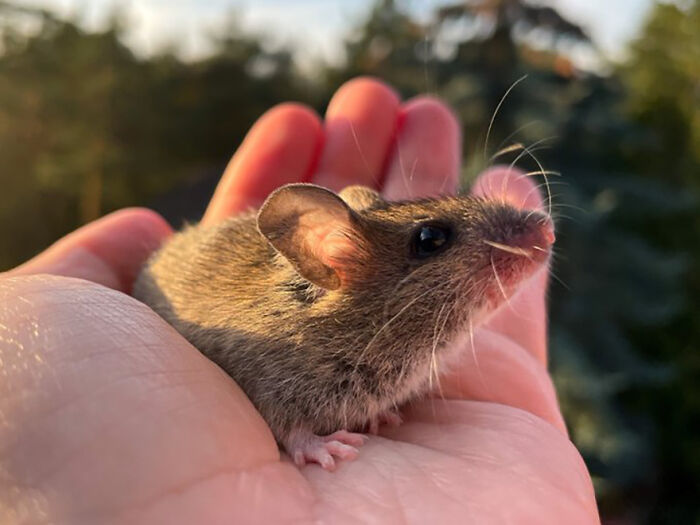 “The Universe Certainly Has A Great Sense Of Humor”: A Twitter User Shared Her Story Of Adopting And Taking Care Of An Abandoned Newborn Mouse “The Universe Certainly Has A Great Sense Of Humor”: A Twitter User Shared Her Story Of Adopting And Taking Care Of An Abandoned Newborn Mouse