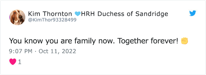 “The Universe Certainly Has A Great Sense Of Humor”: A Twitter User Shared Her Story Of Adopting And Taking Care Of An Abandoned Newborn Mouse “The Universe Certainly Has A Great Sense Of Humor”: A Twitter User Shared Her Story Of Adopting And Taking Care Of An Abandoned Newborn Mouse