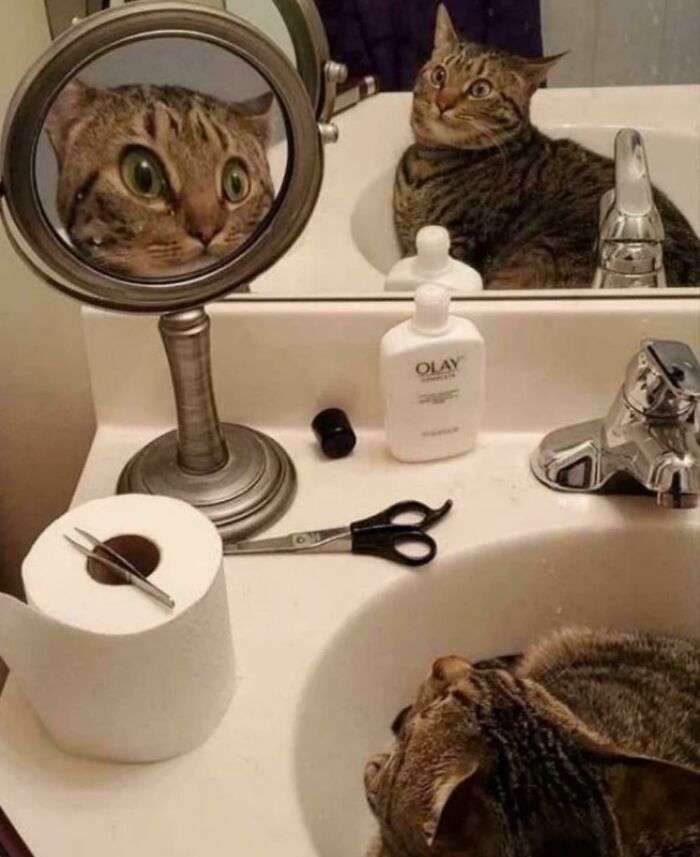 50 Pics Without Context That Get Weirder And Weirder The Longer You Look At Them, As Shared On This Online Group (New Pics)