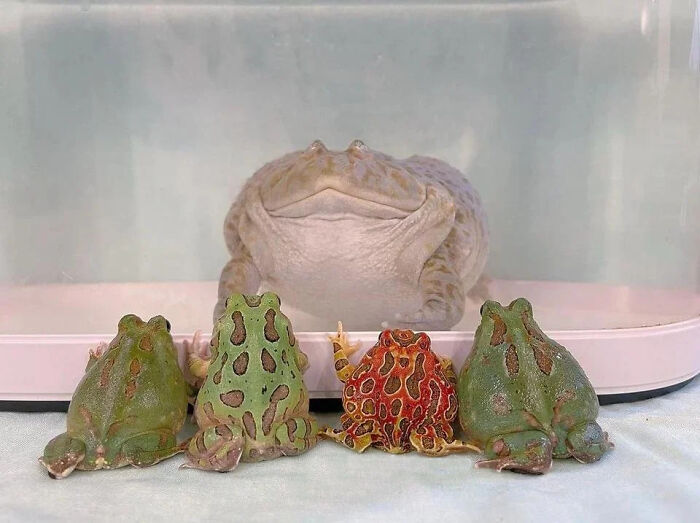 50 Pics Without Context That Get Weirder And Weirder The Longer You Look At Them, As Shared On This Online Group (New Pics)