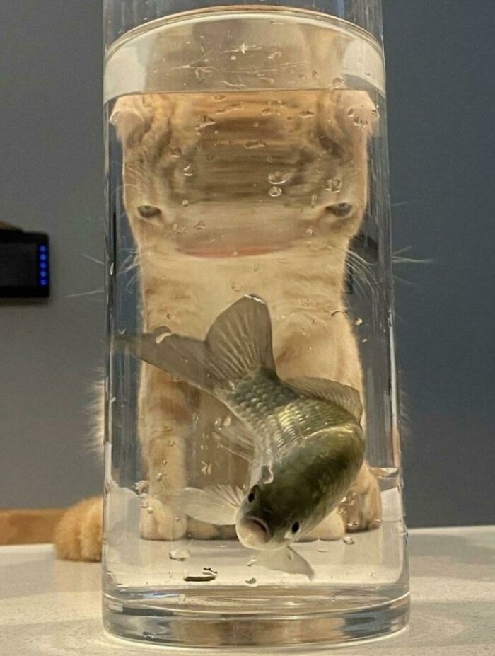 50 Pics Without Context That Get Weirder And Weirder The Longer You Look At Them, As Shared On This Online Group (New Pics)