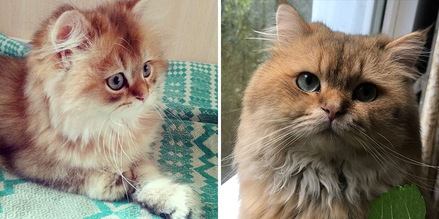 30 “Then And Now” Pics Of Adorable Kittens Turning Into Majestic Cats, As Shared On This “Cat Grows” Group 30 “Then And Now” Pics Of Adorable Kittens Turning Into Majestic Cats, As Shared On This “Cat Grows” Group