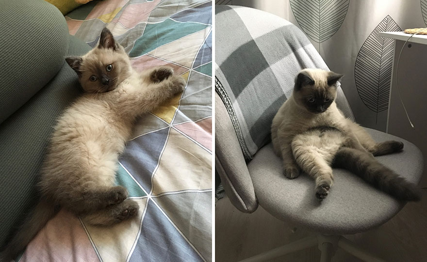 30 “Then And Now” Pics Of Adorable Kittens Turning Into Majestic Cats, As Shared On This “Cat Grows” Group 30 “Then And Now” Pics Of Adorable Kittens Turning Into Majestic Cats, As Shared On This “Cat Grows” Group