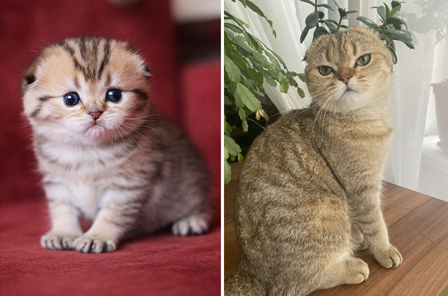 30 “Then And Now” Pics Of Adorable Kittens Turning Into Majestic Cats, As Shared On This “Cat Grows” Group 30 “Then And Now” Pics Of Adorable Kittens Turning Into Majestic Cats, As Shared On This “Cat Grows” Group