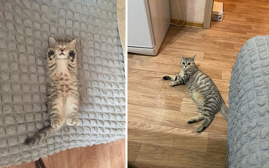 30 “Then And Now” Pics Of Adorable Kittens Turning Into Majestic Cats, As Shared On This “Cat Grows” Group 30 “Then And Now” Pics Of Adorable Kittens Turning Into Majestic Cats, As Shared On This “Cat Grows” Group