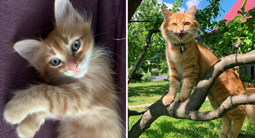 30 “Then And Now” Pics Of Adorable Kittens Turning Into Majestic Cats, As Shared On This “Cat Grows” Group 30 “Then And Now” Pics Of Adorable Kittens Turning Into Majestic Cats, As Shared On This “Cat Grows” Group
