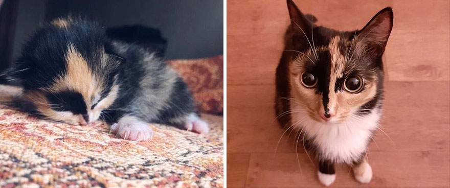 30 “Then And Now” Pics Of Adorable Kittens Turning Into Majestic Cats, As Shared On This “Cat Grows” Group 30 “Then And Now” Pics Of Adorable Kittens Turning Into Majestic Cats, As Shared On This “Cat Grows” Group