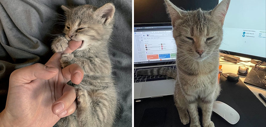 30 “Then And Now” Pics Of Adorable Kittens Turning Into Majestic Cats, As Shared On This “Cat Grows” Group 30 “Then And Now” Pics Of Adorable Kittens Turning Into Majestic Cats, As Shared On This “Cat Grows” Group