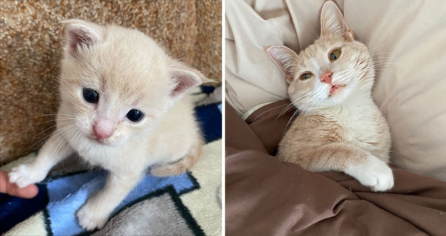 30 “Then And Now” Pics Of Adorable Kittens Turning Into Majestic Cats, As Shared On This “Cat Grows” Group 30 “Then And Now” Pics Of Adorable Kittens Turning Into Majestic Cats, As Shared On This “Cat Grows” Group