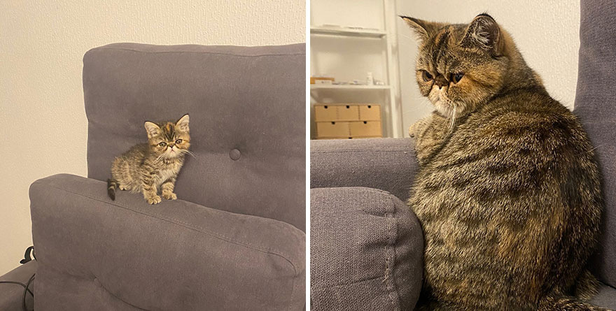 30 “Then And Now” Pics Of Adorable Kittens Turning Into Majestic Cats, As Shared On This “Cat Grows” Group 30 “Then And Now” Pics Of Adorable Kittens Turning Into Majestic Cats, As Shared On This “Cat Grows” Group
