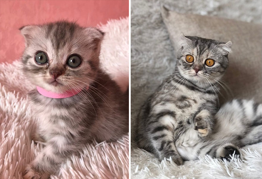 30 “Then And Now” Pics Of Adorable Kittens Turning Into Majestic Cats, As Shared On This “Cat Grows” Group 30 “Then And Now” Pics Of Adorable Kittens Turning Into Majestic Cats, As Shared On This “Cat Grows” Group