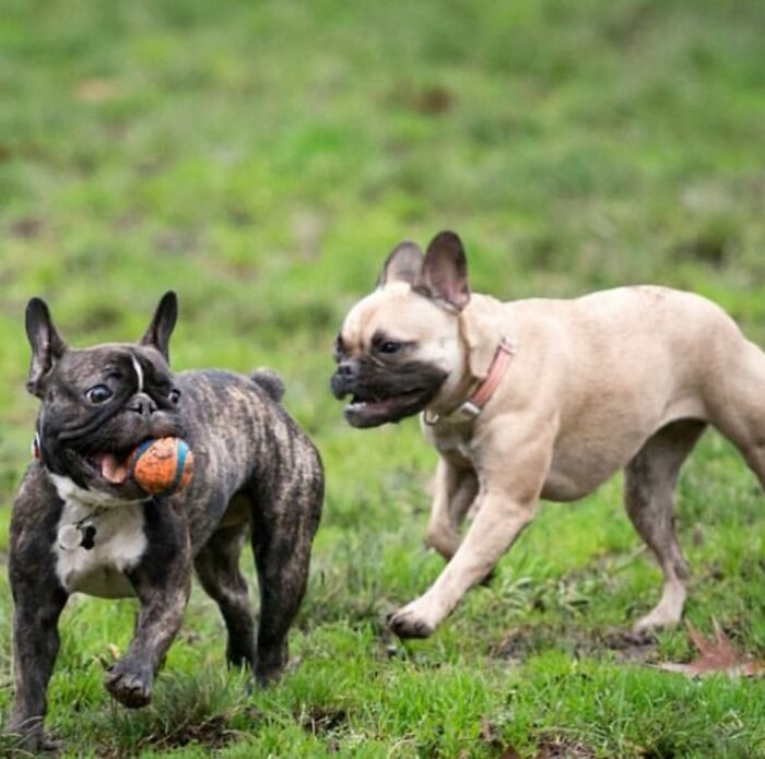 Hey Pandas, Show Us Your Pets Playing In Autumn Leaves (Closed)