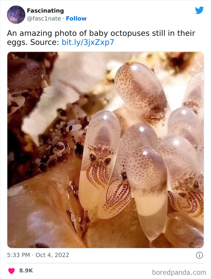 This Twitter Page Shares Interesting Facts About The World, And Here Are 45 That Might Surprise You