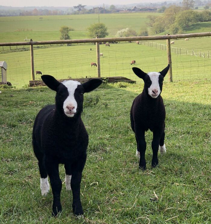 50 Animal Glitches In The Matrix That Might Freak You Out 50 Animal Glitches In The Matrix That Might Freak You Out