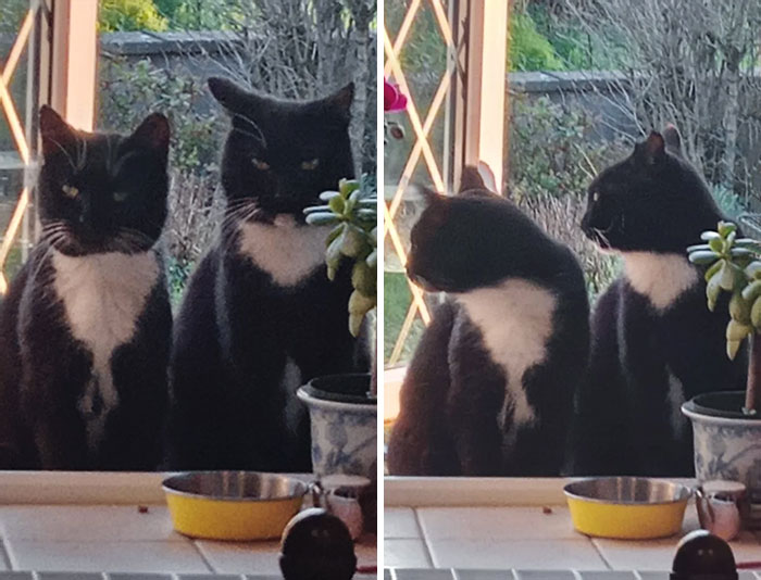 50 Animal Glitches In The Matrix That Might Freak You Out 50 Animal Glitches In The Matrix That Might Freak You Out