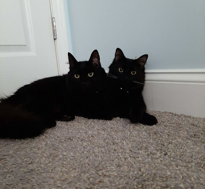 50 Animal Glitches In The Matrix That Might Freak You Out 50 Animal Glitches In The Matrix That Might Freak You Out