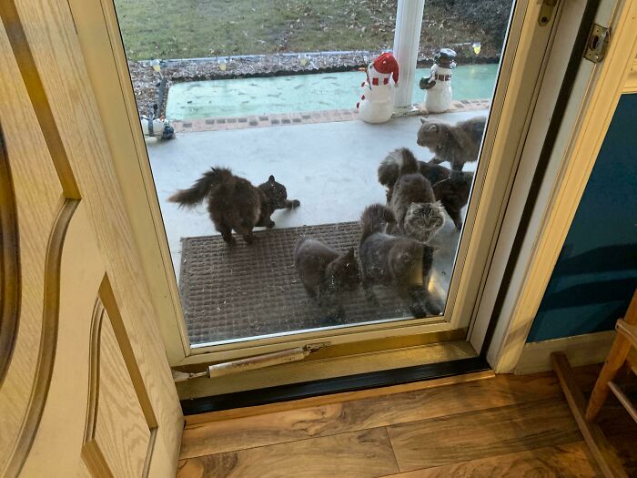 50 Animal Glitches In The Matrix That Might Freak You Out 50 Animal Glitches In The Matrix That Might Freak You Out