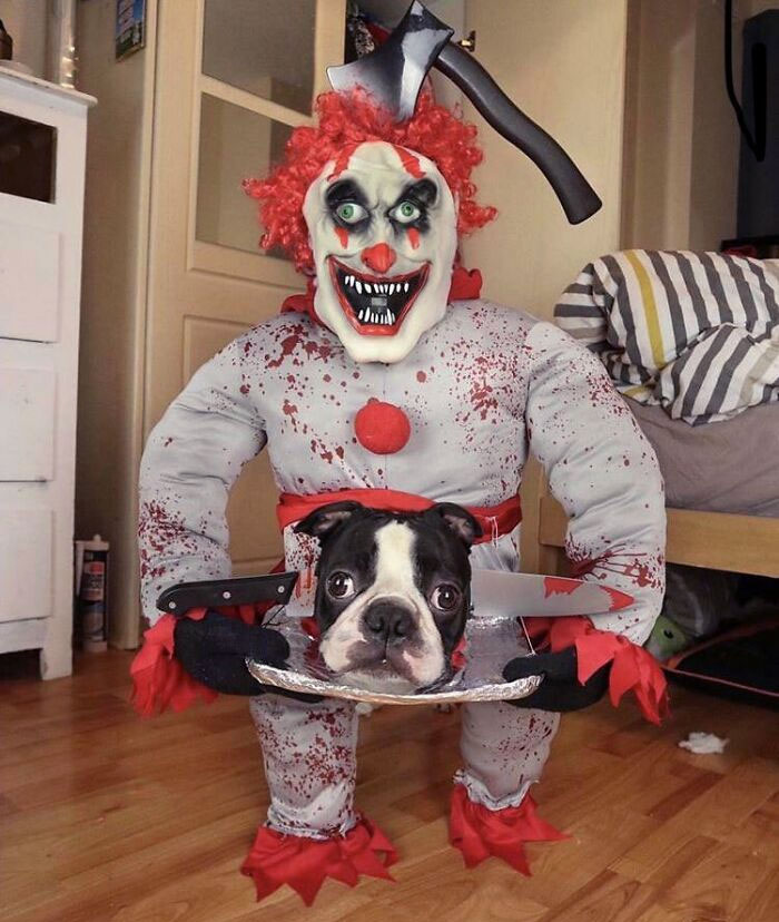 50 Times Pet Halloween Costumes Did Not Disappoint (New Pics) 50 Times Pet Halloween Costumes Did Not Disappoint (New Pics)