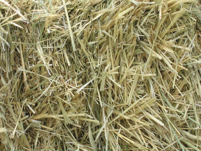 30 Smells People Willingly Admit They Love, As Shared In This Online Thread 30 Smells People Willingly Admit They Love, As Shared In This Online Thread