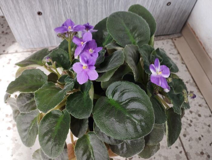 Hey Pandas, Show Us A Picture Of A Plant You Are The Proudest Of (Closed)