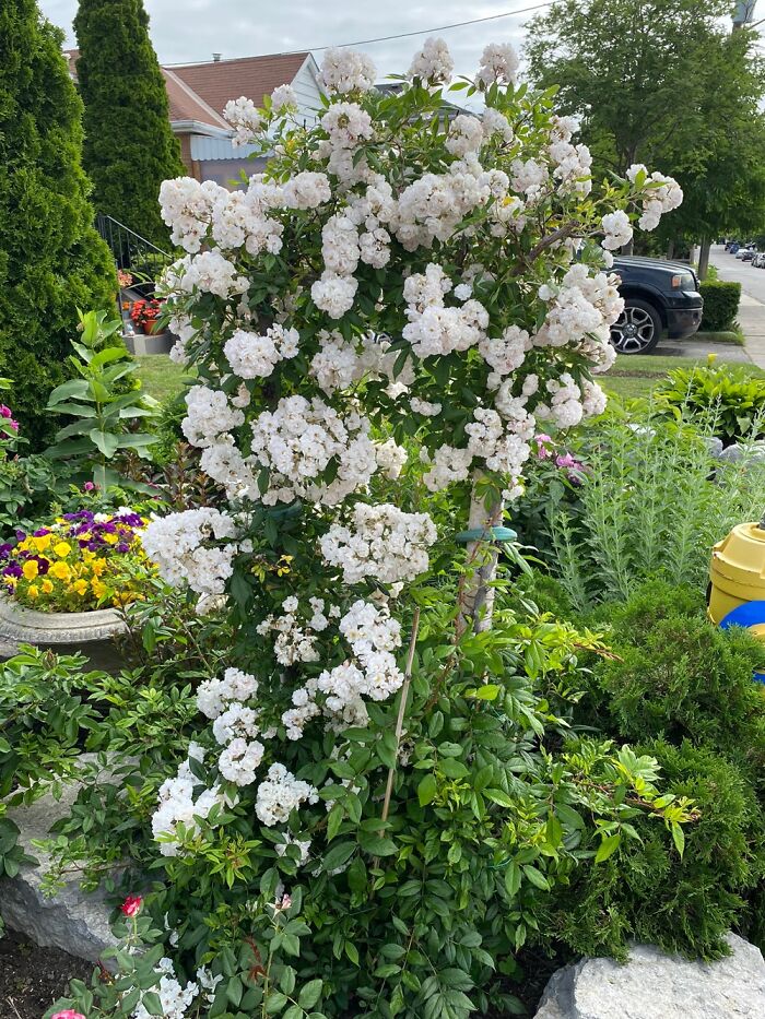 Hey Pandas, Show Us A Picture Of A Plant You Are The Proudest Of (Closed)