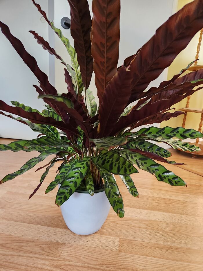 Hey Pandas, Show Us A Picture Of A Plant You Are The Proudest Of (Closed)