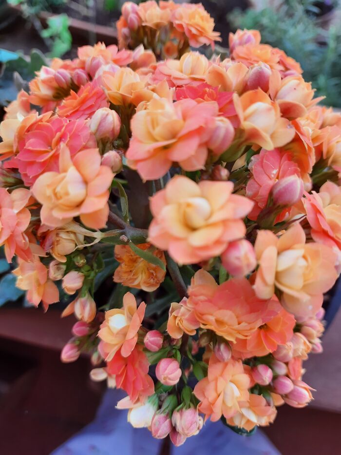 Hey Pandas, Show Us A Picture Of A Plant You Are The Proudest Of (Closed)